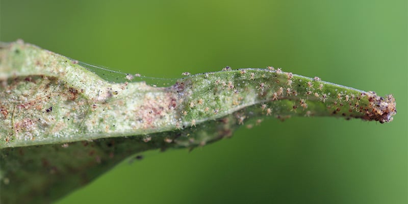 Veelvoorkomende problemen bij pepers kweken buiten