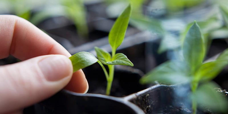 Zaailingfase: vroege groei van je chilipeperplant