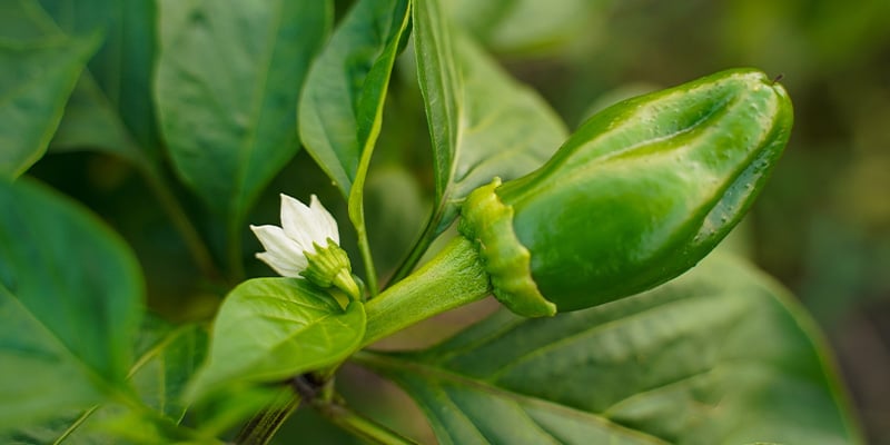 Van bloem naar de eerste pepers