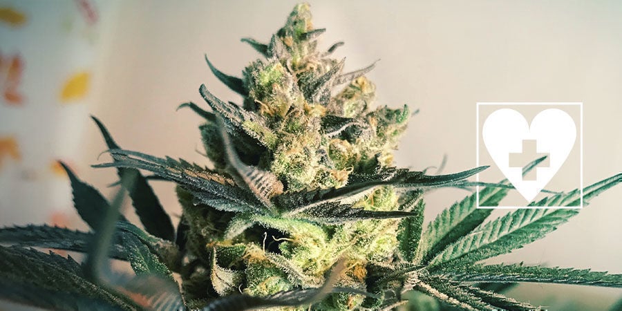 Nieuwe CBD-Rijke Wietsoorten - Royal Queen Seeds