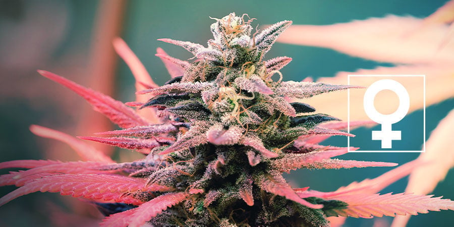 Nieuwe Feminized Wietsoorten - Royal Queen Seeds