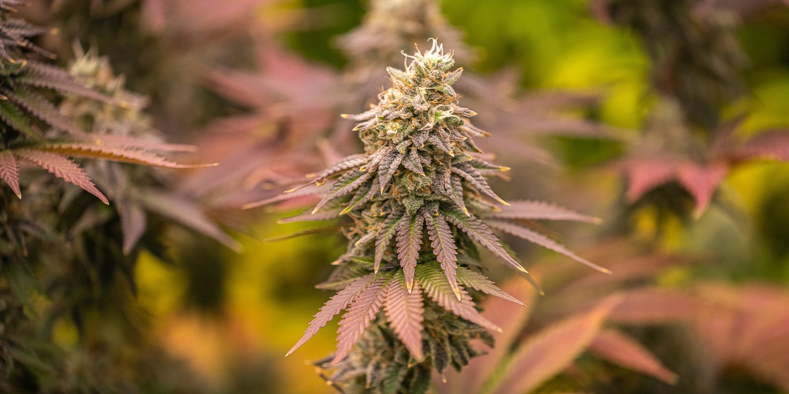 Zkittlez OG Auto (Barney’s Farm)