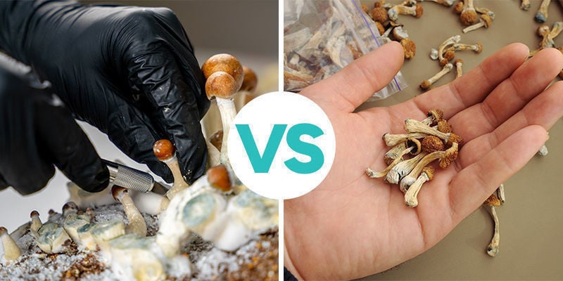 De basis: verse versus gedroogde paddo's