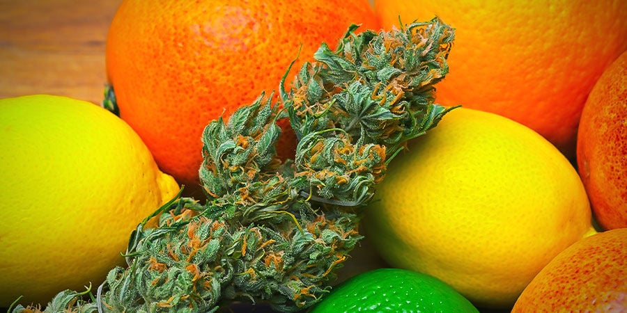 Do-Si-Dos Automatic: Aroma, Smaak En Effecten