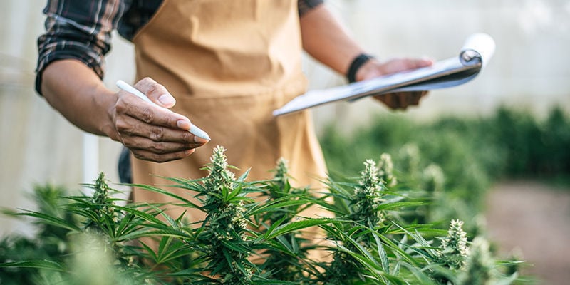 7 Banen In De Cannabisindustrie