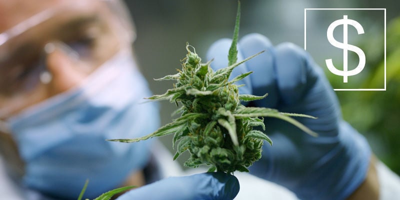 Wat Is De Best Betaalde Baan In De Cannabisbranche?