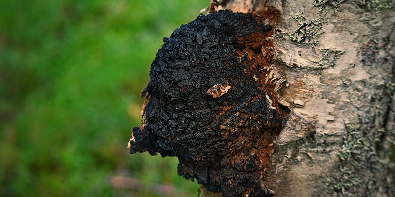 Wat Is Chaga?