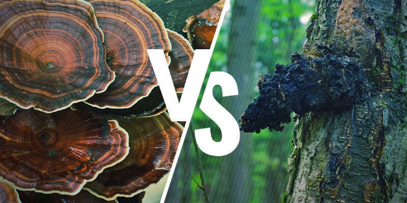 Hoe verhoudt Reishi zich tot andere adaptogene paddenstoelen