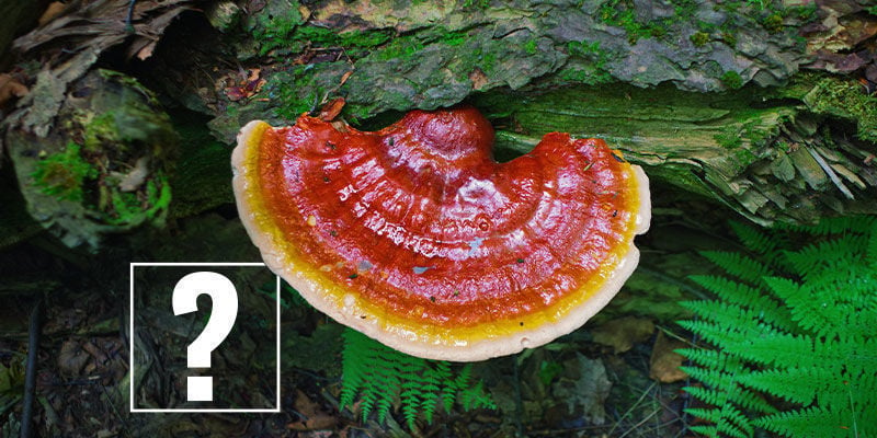 Reishi: de moeite waard