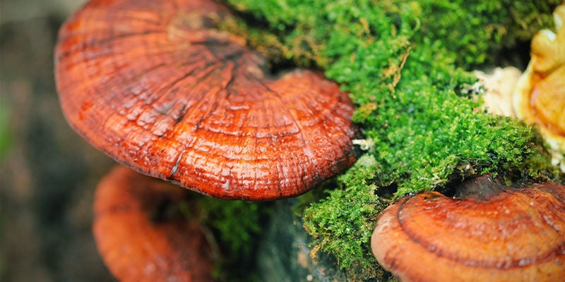Wat is Reishi-paddenstoel (Ganoderma lucidum)