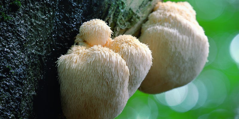 Lion's Mane (Hericium erinaceus)