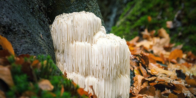 Waar en hoe groeit Lion's Mane