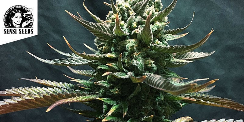 Jamaican Pearl — Sensi Seeds