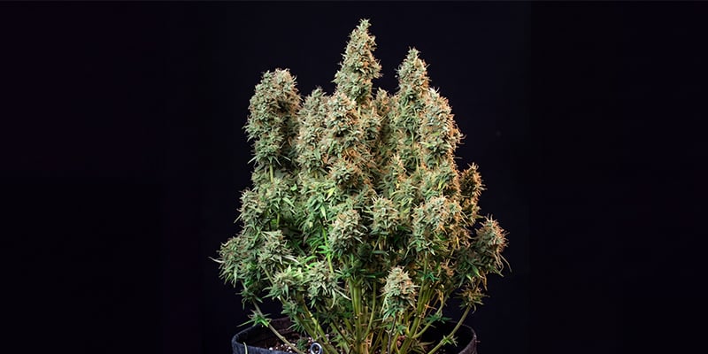 Amnesia Haze Amnesia Haze