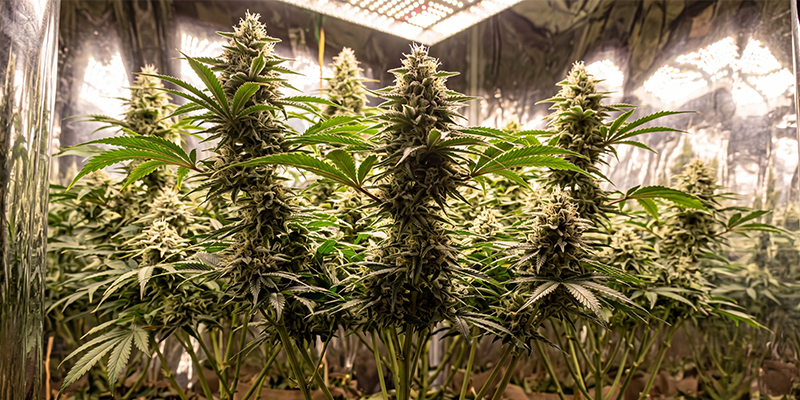 Mexican Sativa Mexican Sativa