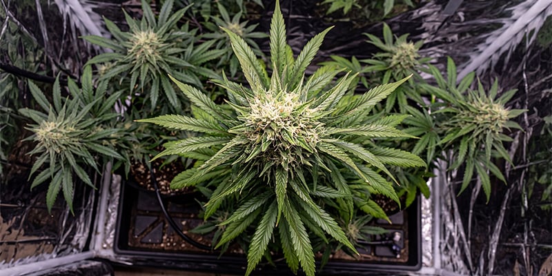 Critical Mass Critical Mass