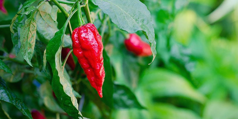 Hoelang Heeft De Ghost Pepper Nodig Om Te Groeien?