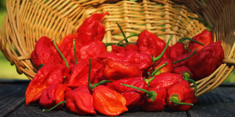 Wat Is Een Ghost Pepper?