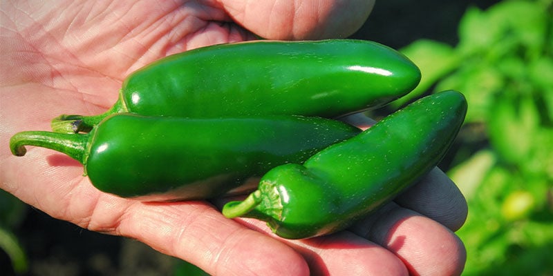 Hoe En Wanneer Pluk Je Jalapeños?