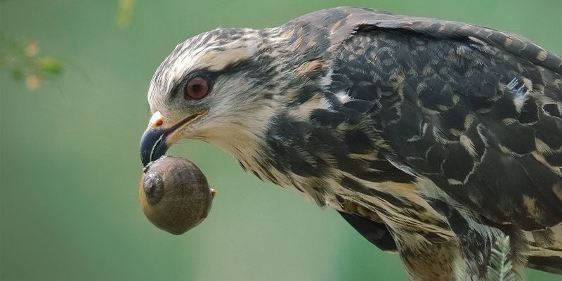 Lok Natuurlijke Roofdieren