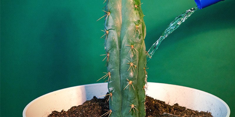 Hoe Verzorg Je Echinopsis Zamnesiana?