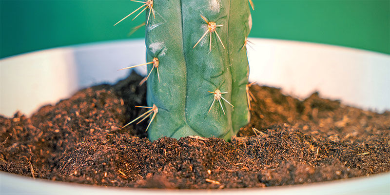 Hoe Kweek Je Echinopsis Zamnesiana?