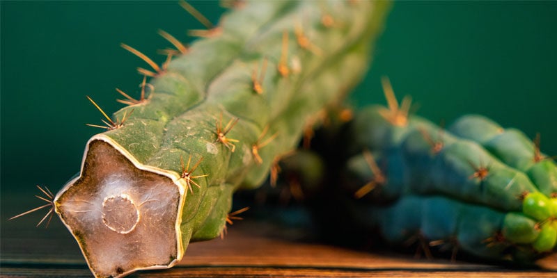 Hoe Kun Je Echinopsis Zamnesiana Herkennen?