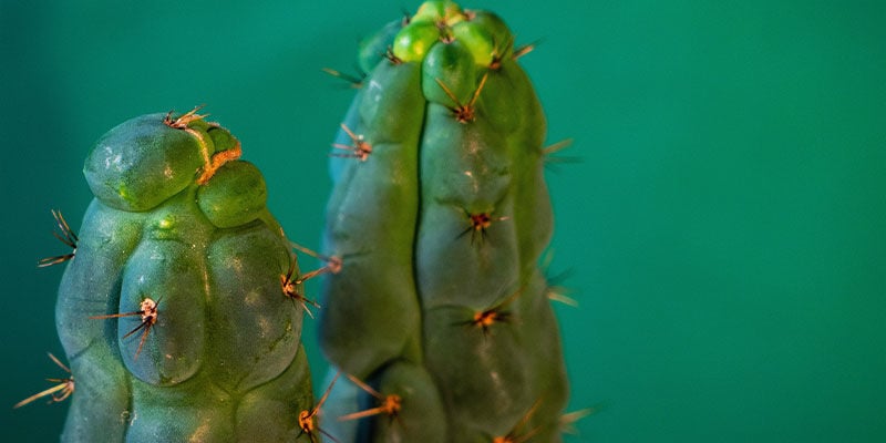 Wat Is Echinopsis Zamnesiana?