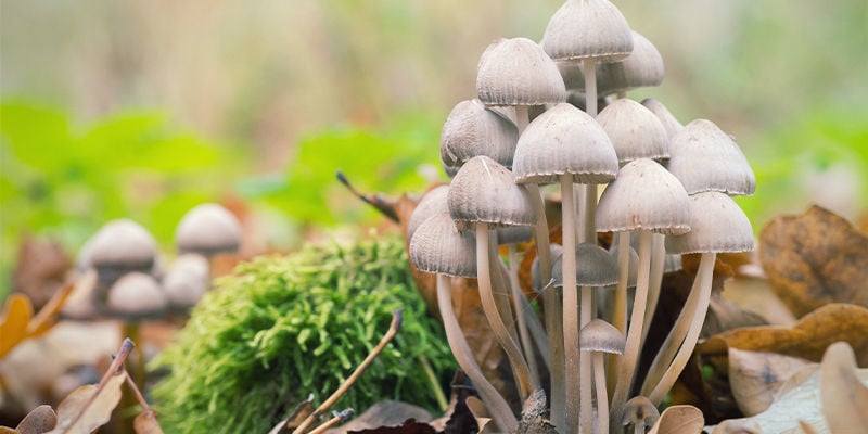 Panaeolus Cyanescens (Copelandia Cyanescens)