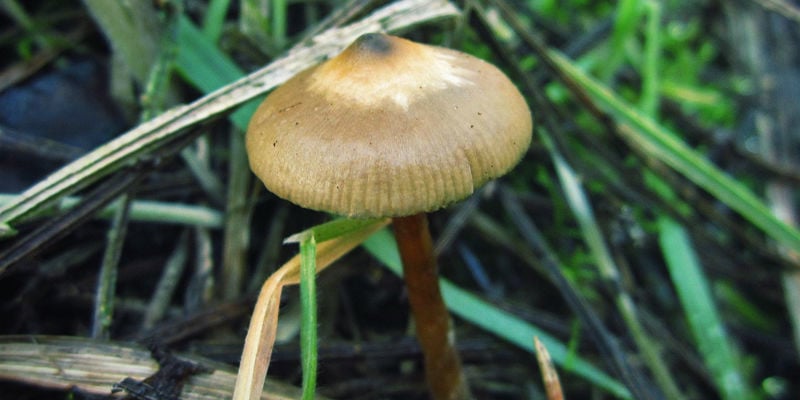 Psilocybe Azurescens