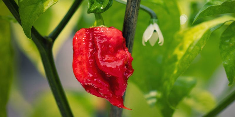 Heetste Pepers: Carolina Reaper