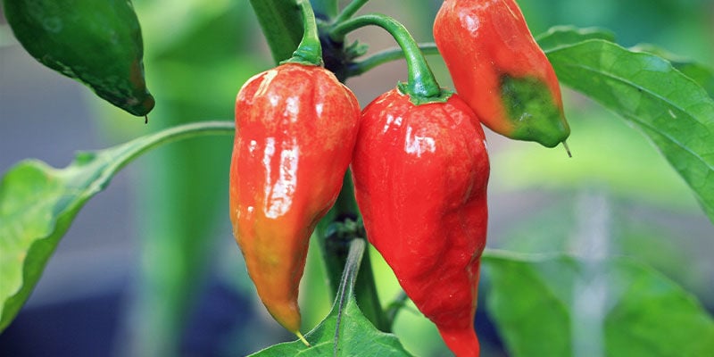 Heetste Pepers: Ghost Pepper (Bhut Jolokia)