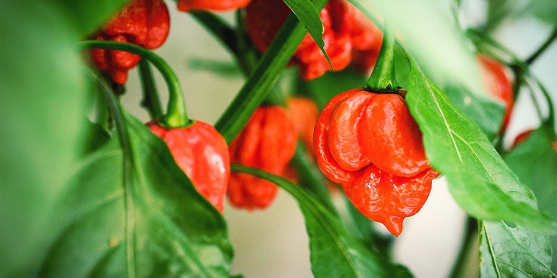 Heetste Pepers: Trinidad Moruga Scorpion