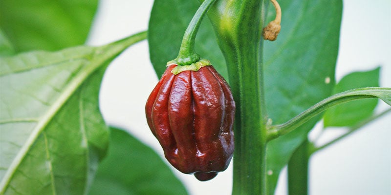 Heetste Pepers: Chocolate Bhutlah