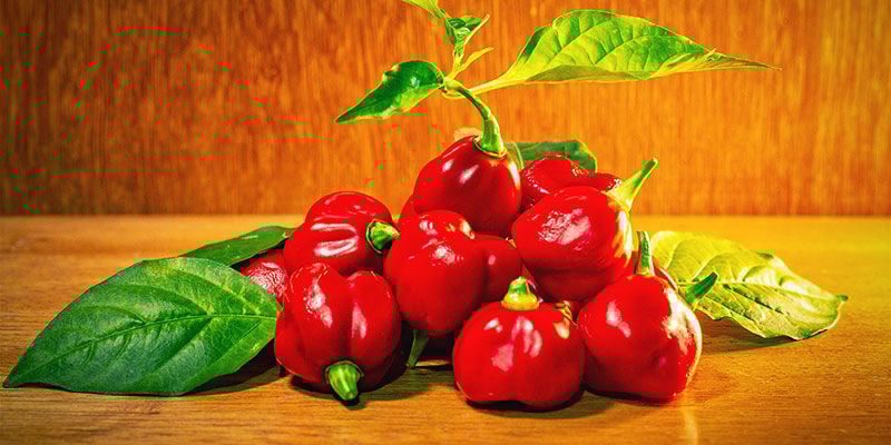 Heetste Pepers: Trinidad Scorpion Butch T