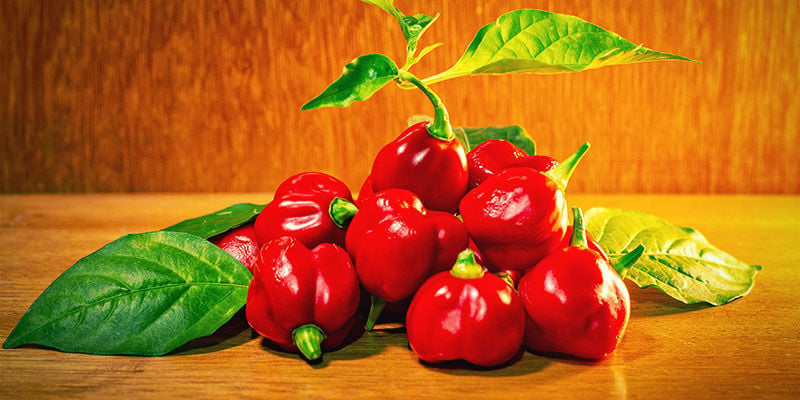 Heetste Pepers: Trinidad Scorpion Butch T