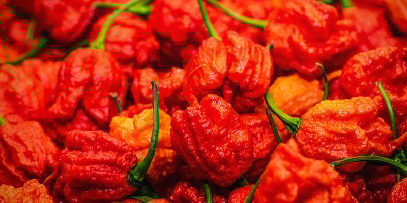 Infinity Chilli: 1,25M SHU