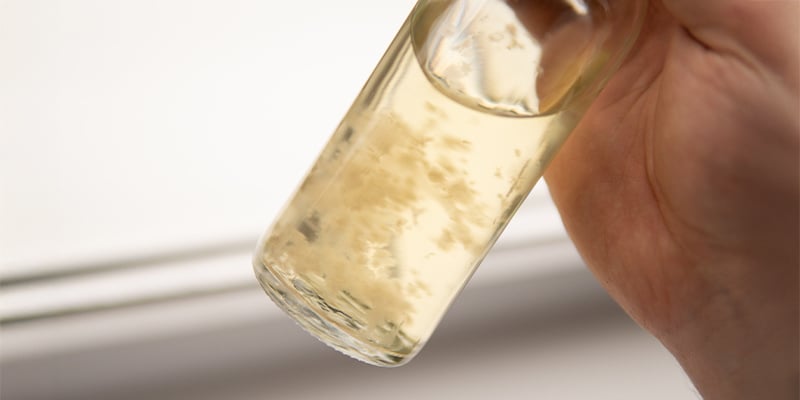 Kweek moeiteloos met je zelfgemaakte liquid culture!