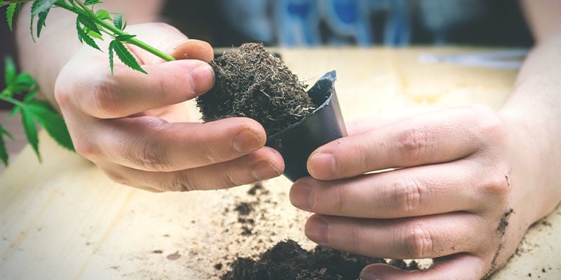 Vleermuisguano Toevoegen Na Het Plaatsen Van Planten In Potten