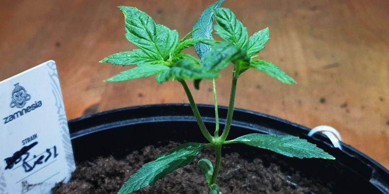 Zelftoppende Planten