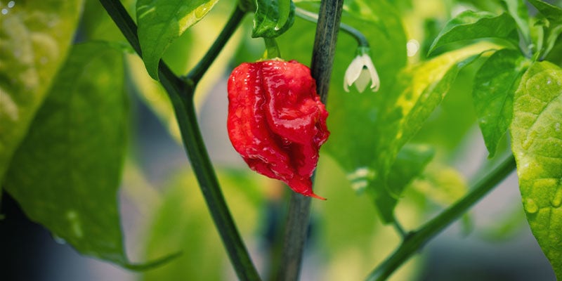 Carolina Reaper