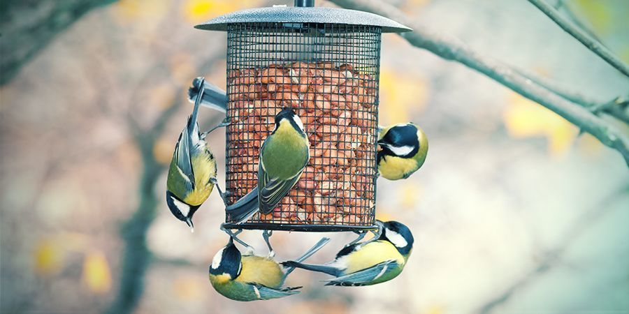 Toepassingen van Hennep: Voeding voor Dieren