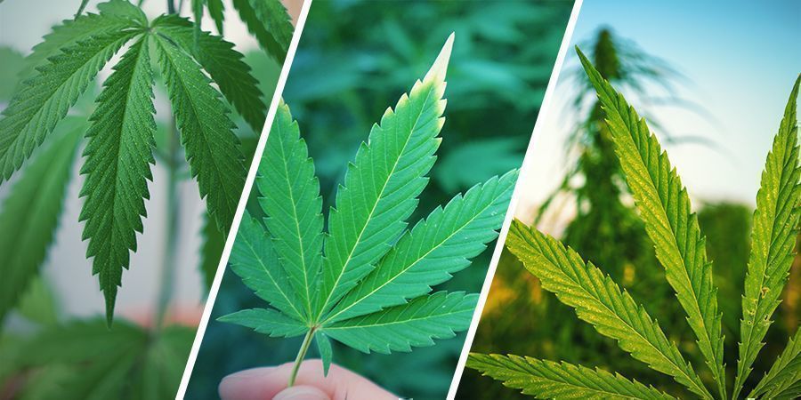 Wat is het Verschil tussen Hennep, Cannabis en Marihuana?