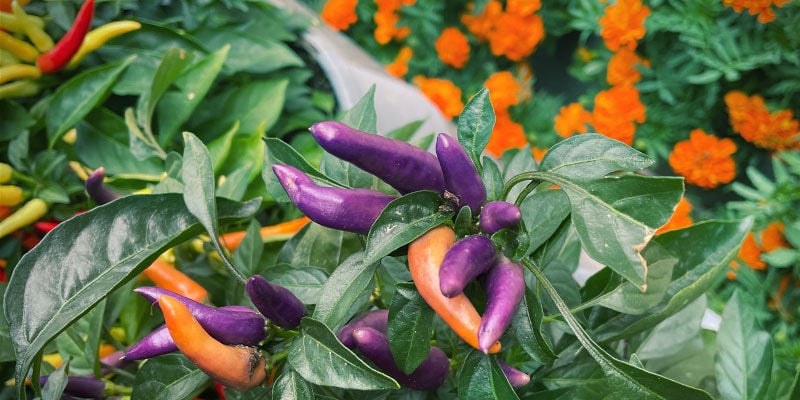 3 Gezelschapsplanten Voor Chilipepers: Bloemen