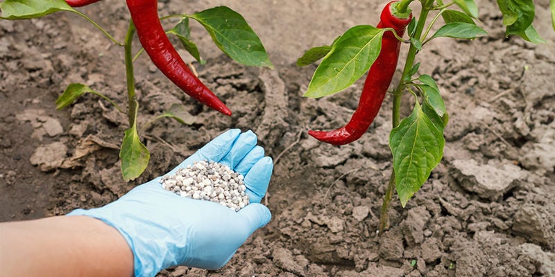 Hoe moet je peperplanten voeden?