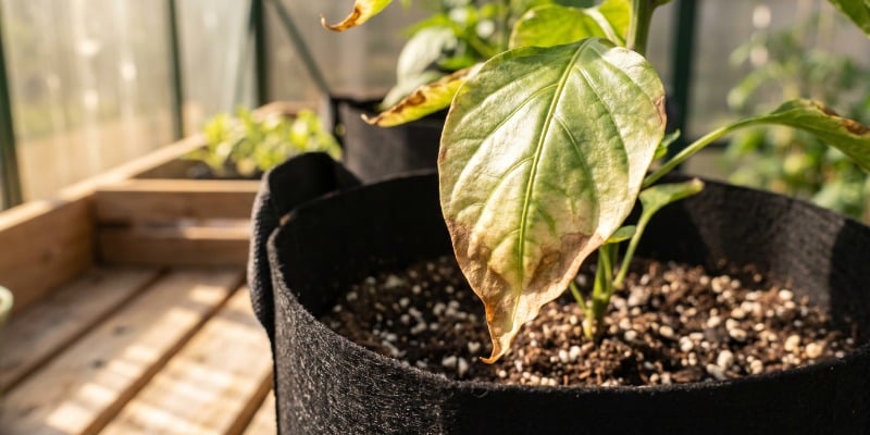 Tips voor het voeden van hete peperplanten