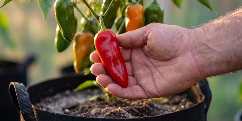 Voeding en pittigheid: kan voeding de scherpte be&iuml;nvloeden?