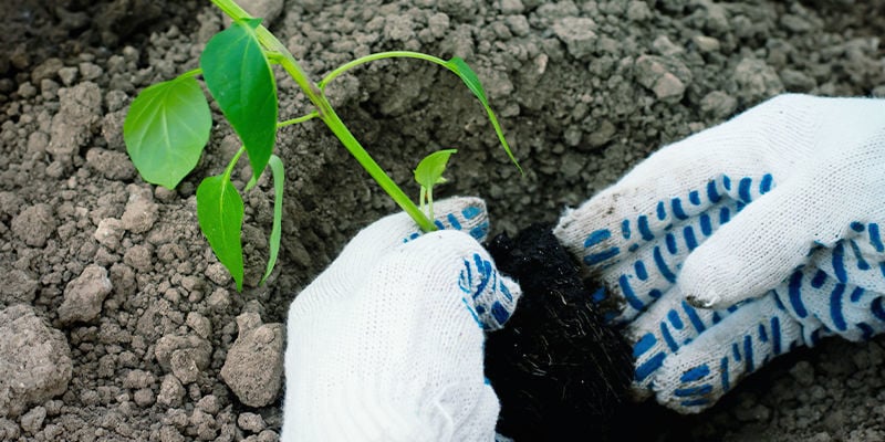 Verplaatsen Naar Een Tuinbed Of Grote Pot