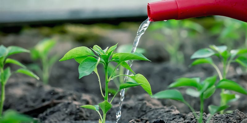 Water, Mulch, En Trainen