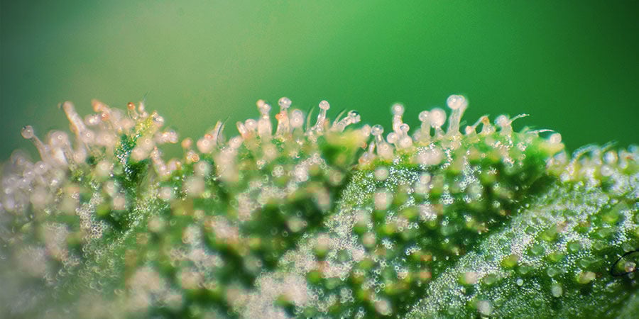 Totaal Actieve Cannabinoïden Vs. Total Aerobic Count